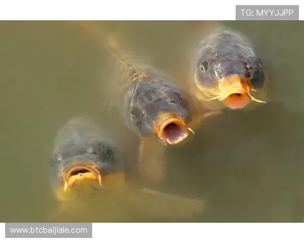 博鱼真人直播带你进入最真实的赌场现场，体验最刺激的真人娱乐体验