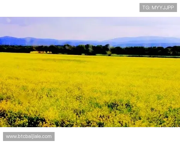 bg大游真人登录线路图详细解析帮助玩家快速找到稳定登录通道指南